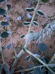 Astragalus kahiricus