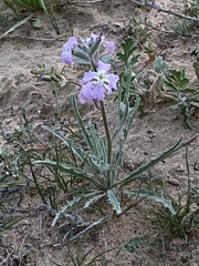 Matthiola longipetala