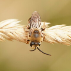 Trichocolletes