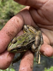 Lithobates neovolcanicus