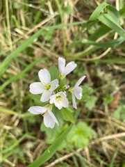Claytonia lanceolata