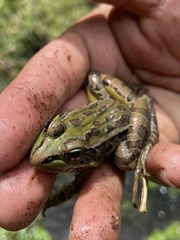Lithobates neovolcanicus