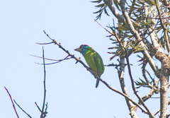 Psilopogon asiaticus