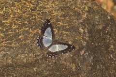 Stiboges elodinia
