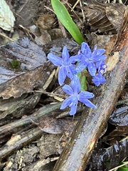 Scilla bifolia