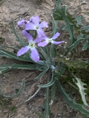 Matthiola longipetala