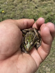 Lithobates neovolcanicus