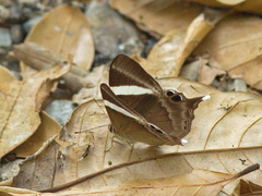Abisara neophron