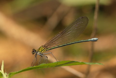 Calopterygoidea