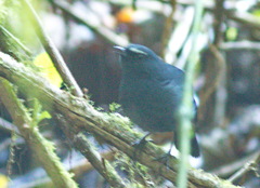 Brachypteryx cruralis