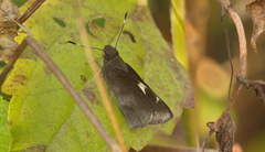 Notocrypta feisthamelii