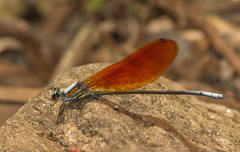 Mnais andersoni