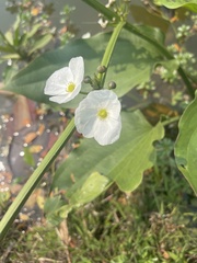 Echinodorus cordifolius