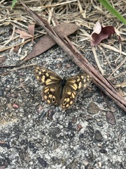 Heteronympha paradelpha
