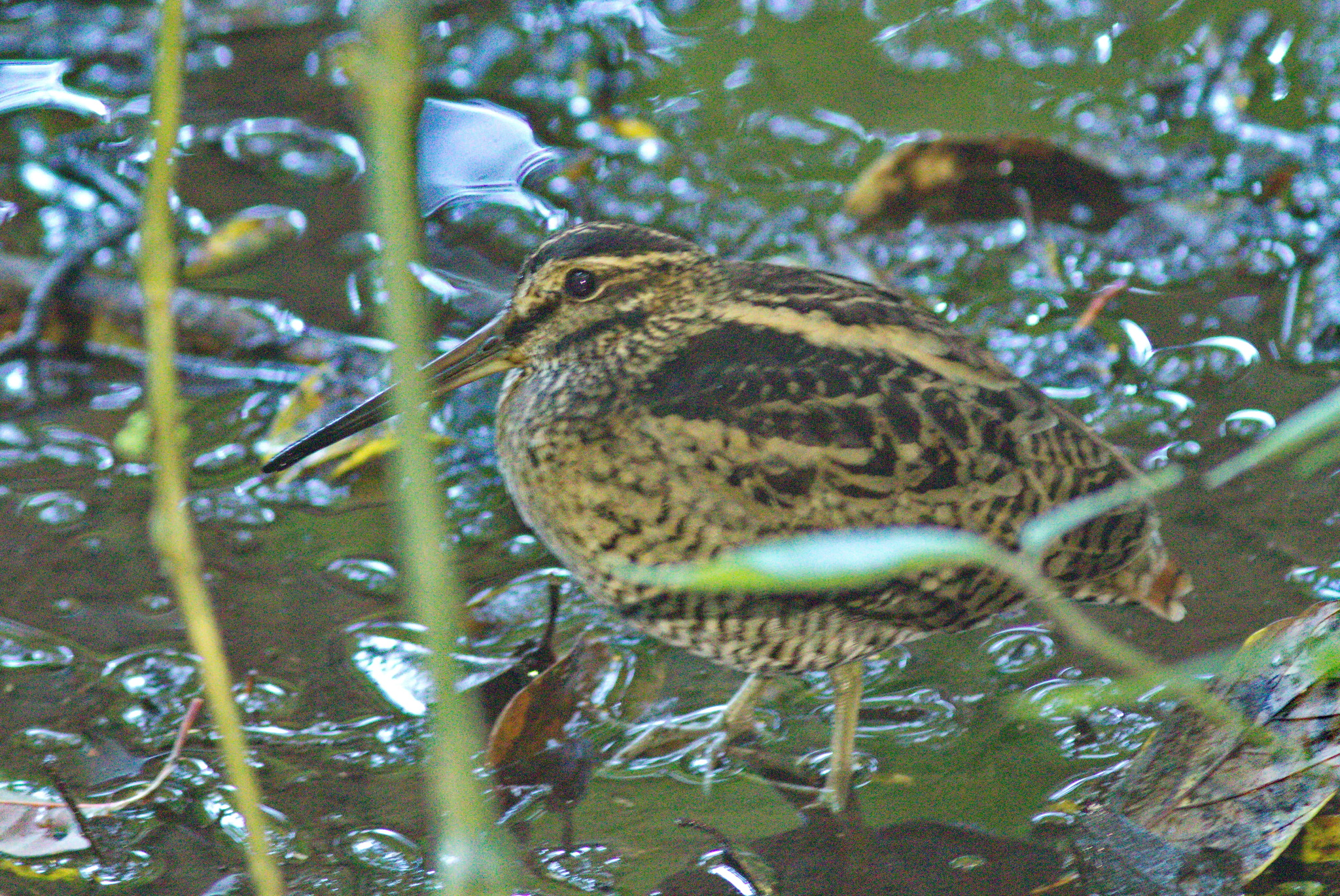 Wood Snipe (Gallinago nemoricola)