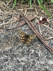 Heteronympha paradelpha