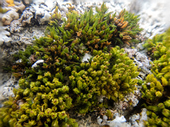 Schistidium maritimum