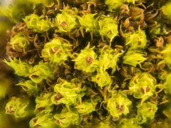 Plenogemma phyllantha