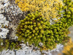 Plenogemma phyllantha