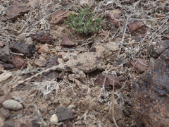 Phrynocephalus helioscopus