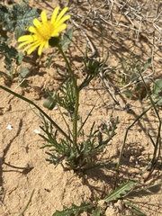 Senecio glaucus
