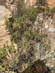 Oedera squarrosa