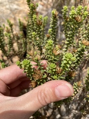Oedera squarrosa