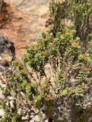 Oedera squarrosa