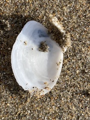 Rexithaerus secta