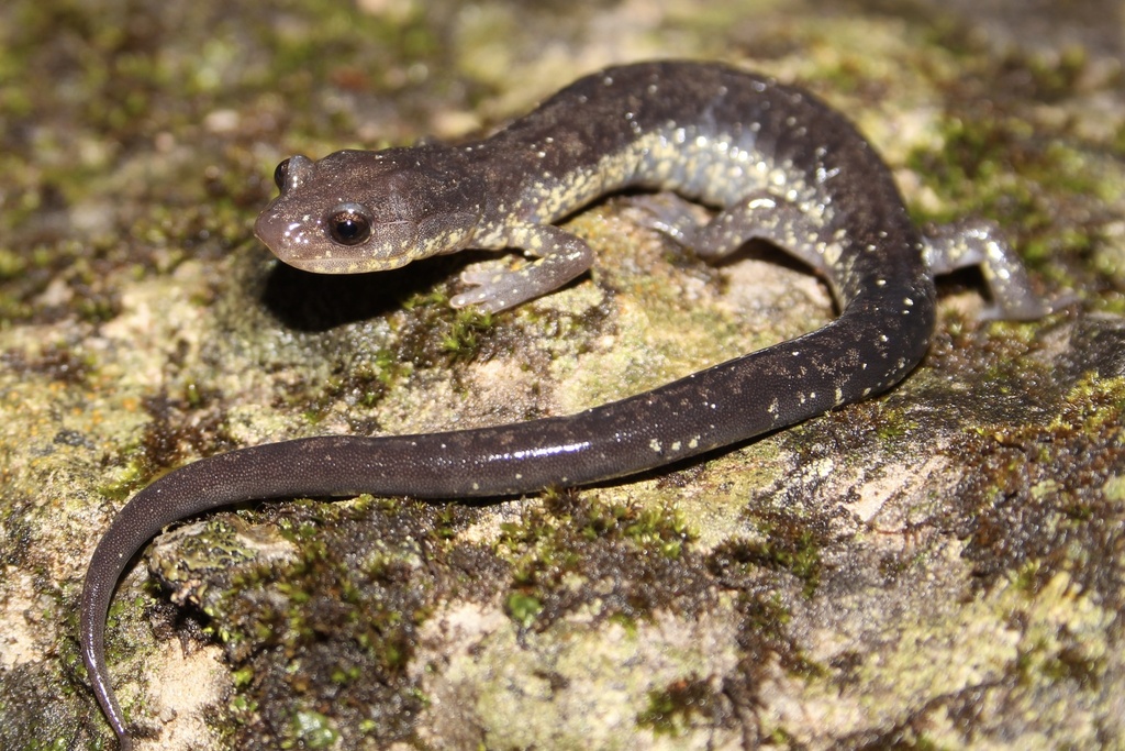 Blacksburg Salamander