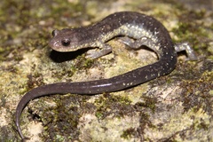 Plethodon jacksoni