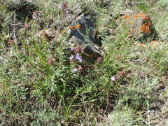 Dracocephalum integrifolium