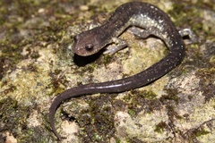 Plethodon jacksoni