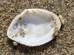Rexithaerus secta