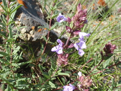 Dracocephalum integrifolium