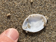 Rexithaerus secta