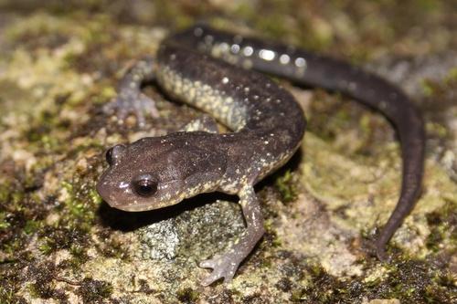 Blacksburg Salamander