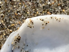 Rexithaerus secta