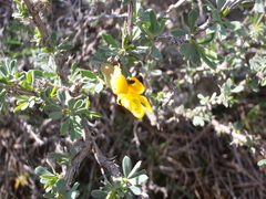 Caragana balchaschensis