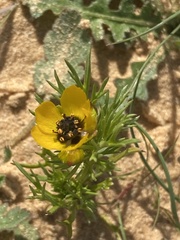 Adonis dentata