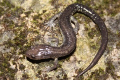 Plethodon jacksoni