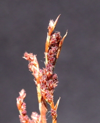 Leptocarpus depilatus
