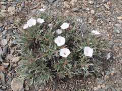 Convolvulus tragacanthoides