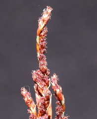 Leptocarpus depilatus