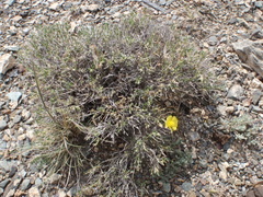 Helianthemum songaricum