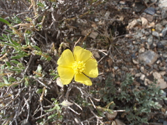 Helianthemum songaricum
