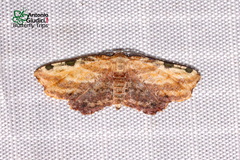 Achrosis fulvifusa