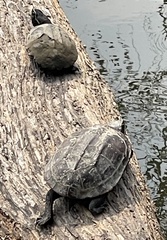 Malayemys macrocephala