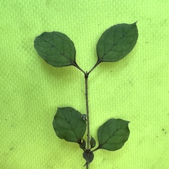 Coprosma rotundifolia