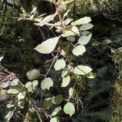 Coprosma rotundifolia